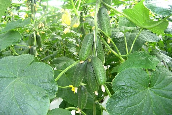 cucumber on a branch