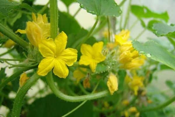 hybrid flowers