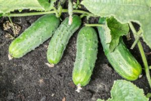 Description of the Spino cucumber variety, features of cultivation and care