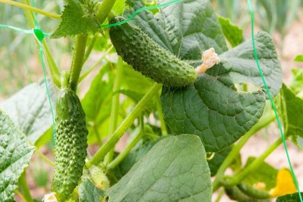 cucumbers gherkins