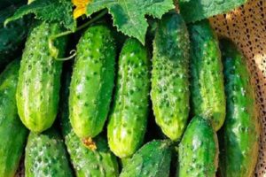 Description of the Trilogi cucumber variety, features of cultivation and care