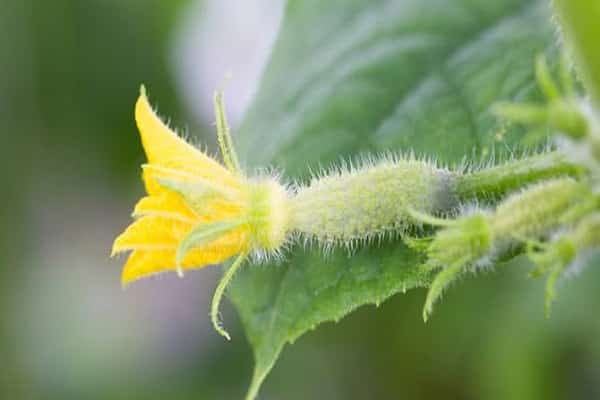 la présence de tubercules