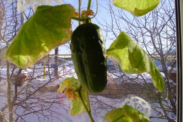 ventisca de pepino