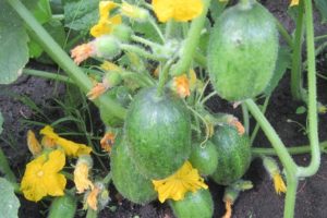 Description of the Break cucumber variety, its characteristics and yield