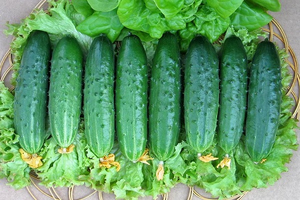 cucumber mosaic