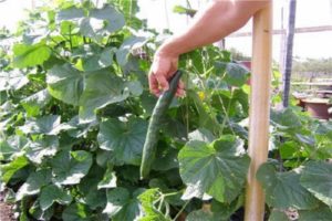 Description of the variety of cucumbers Emerald Stream, features of cultivation and care