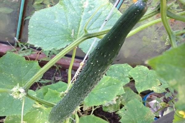 ripening of fruits