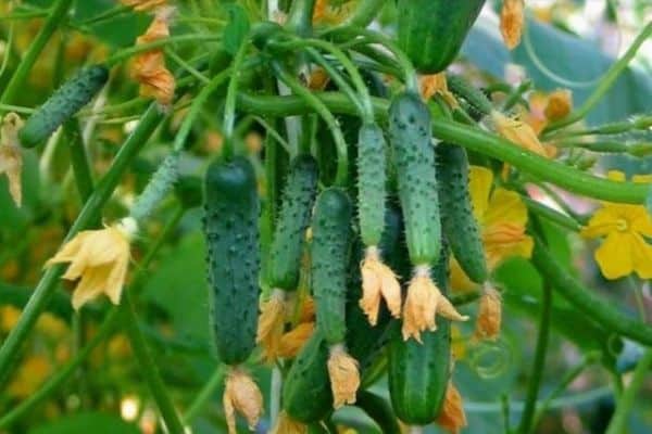 harvest of cucumbers