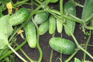 Description of the variety of cucumbers True friends, features of cultivation and care