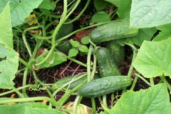 unheated greenhouses