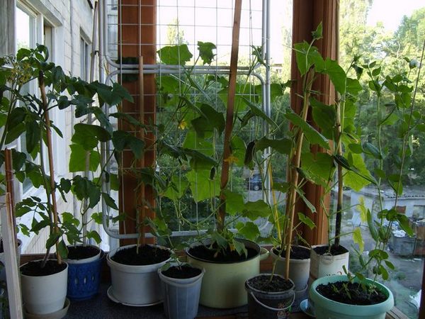 concombres variétés de concombres buissons Balcon Miracle sur le balcon