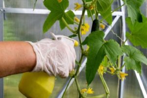 Applications and dosage of Trichopolum for spraying and processing cucumbers