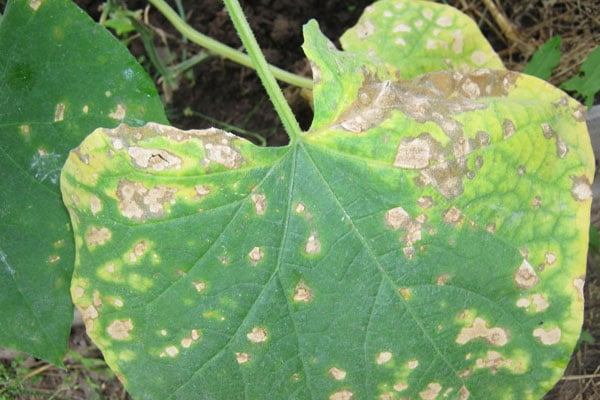 Anthracnose sur les feuilles de concombre