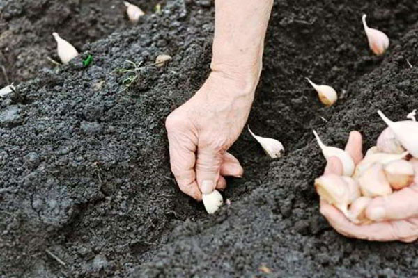 the process of planting garlic