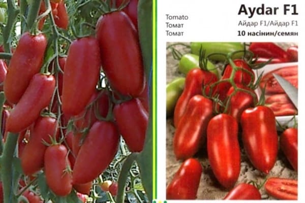 semillas de tomate aydar