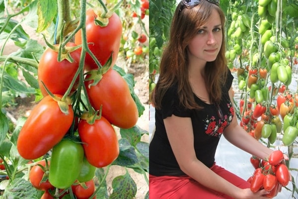 Buissons de tomates Aidar