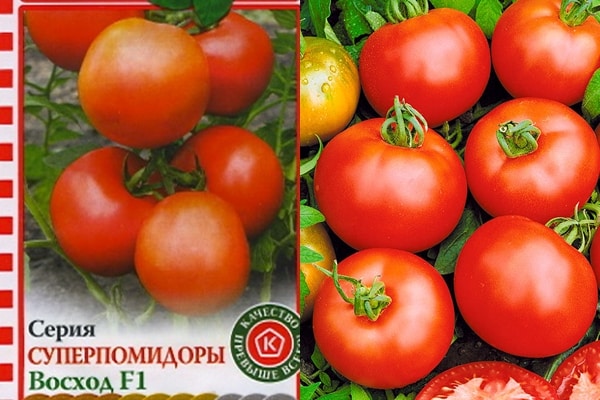 biji tomato matahari terbit