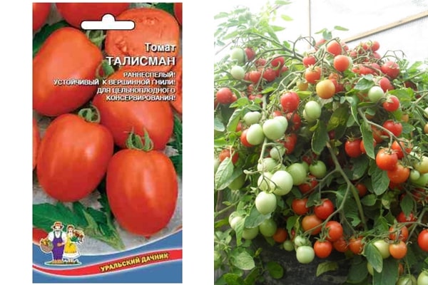 biji tomato Maskot