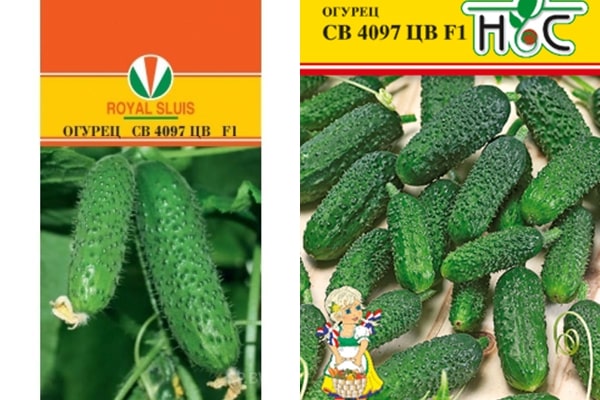 cucumber seeds SV 4097 CV