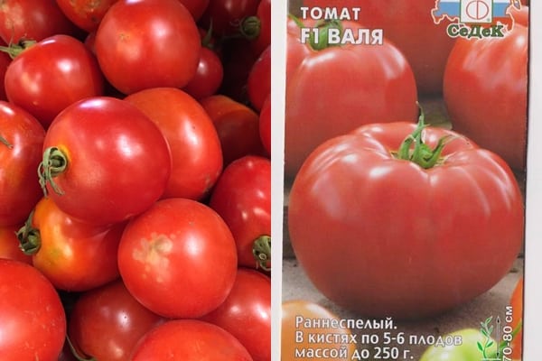 semillas de tomate