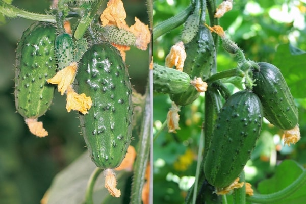 apariencia de pepino Ser saludable