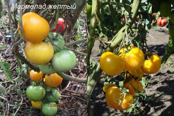 tomates marmelade jaune