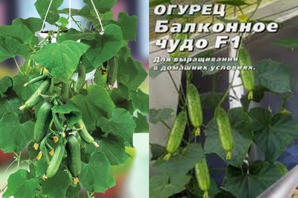 cucumber seeds Balcony Miracle