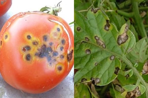 appearance of tomato with Alternaria