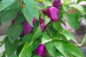 Description of varieties of peppers Big Papa, East Star, Purple Bell, Blot, Purple