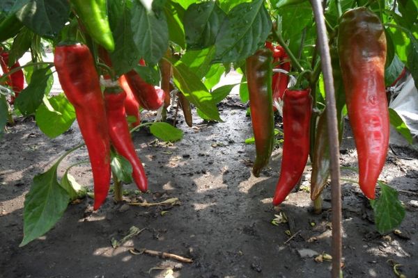 alimentación con pimienta