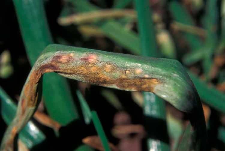 Peronosporosis on onion