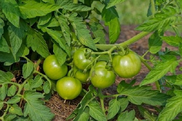 replantación de arbustos