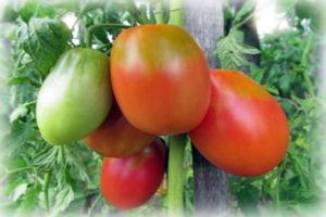 Penerangan mengenai jenis tomato Flame Agro, ciri penanaman dan penjagaan