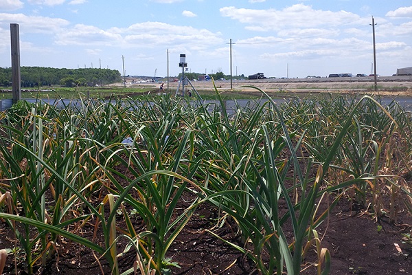 garlic in the ground