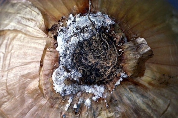 drying out foliage