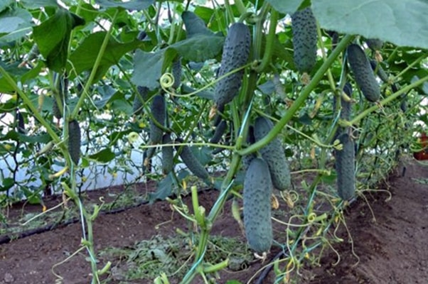 soft cucumbers in the greenhouse