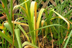 Les raisons pour lesquelles l'ail jaunit dans le jardin et que faire?