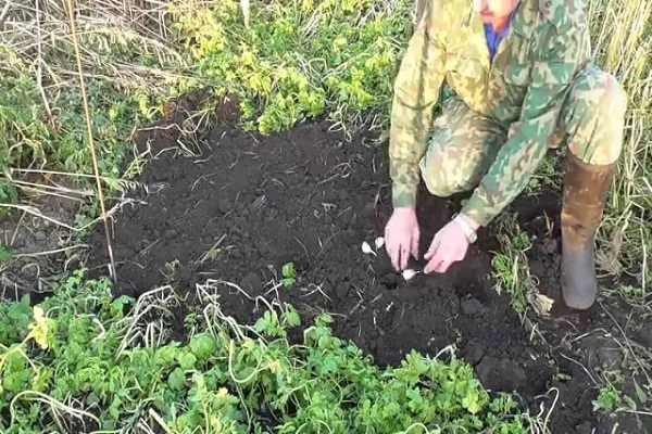 green manure sow