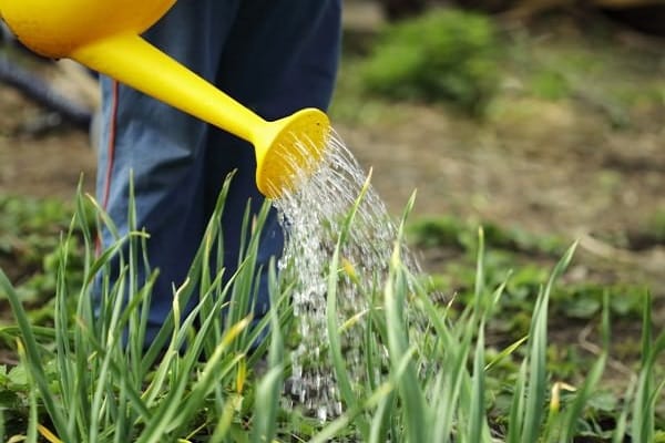 watering garlic in the garden