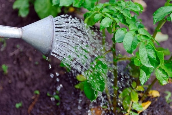 watering potatoes in the garden