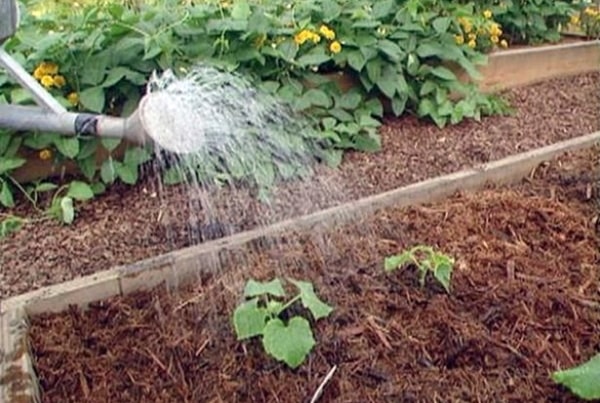 arrosage du concombre dans le jardin