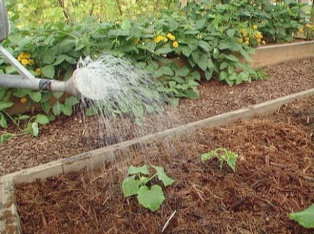 regando pepino en el jardín