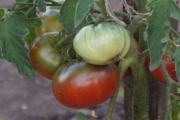 charbon de tomate