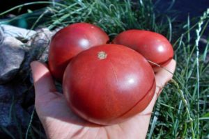 Description of the tomato variety Carbon (Carbon), its characteristics and cultivation