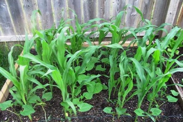 cucumbers with corn