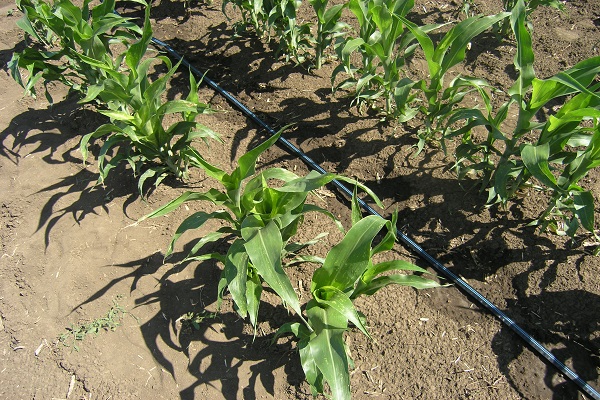 vegetable crops