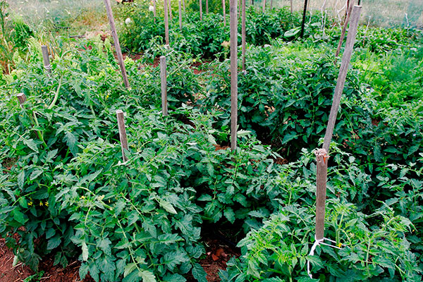 bushes of tied tomatoes