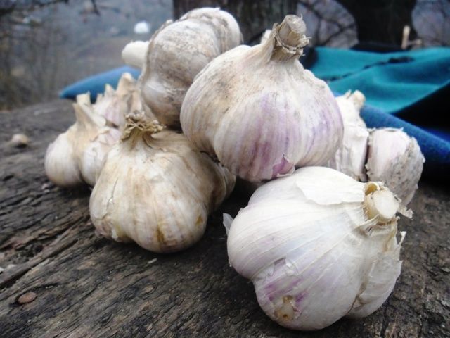 penampilan bawang putih satu cengkih