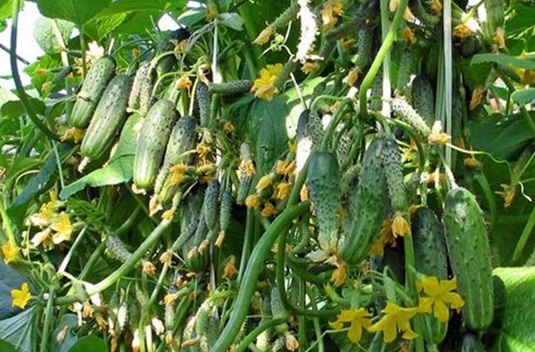 cucumber bushes