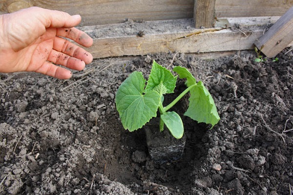 cucumber seedlings